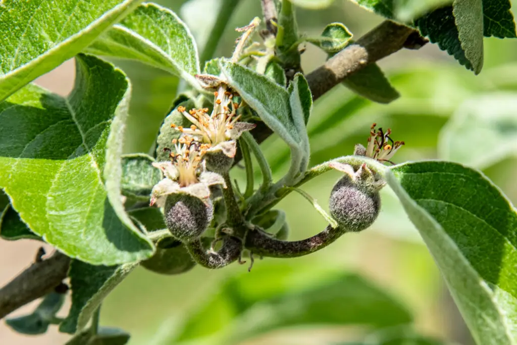 Close-up of a tree branch featuring young fruit buds and green leaves in bright sunlight, showcasing early stages of development.