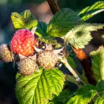 Close-up of ripening raspberry cluster with green leaves in sunlight, displaying one bright red raspberry surrounded by unripe berries.
