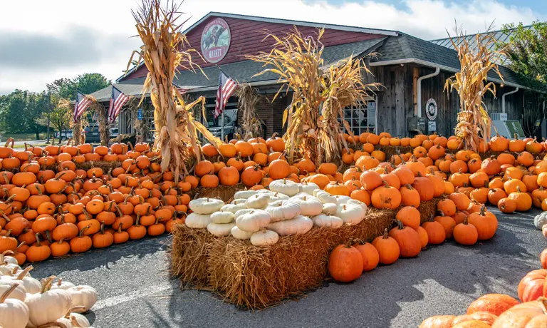 A rustic market displays various pumpkins and corn stalks. American flags and wooden building create a festive autumn atmosphere under a sunny sky.