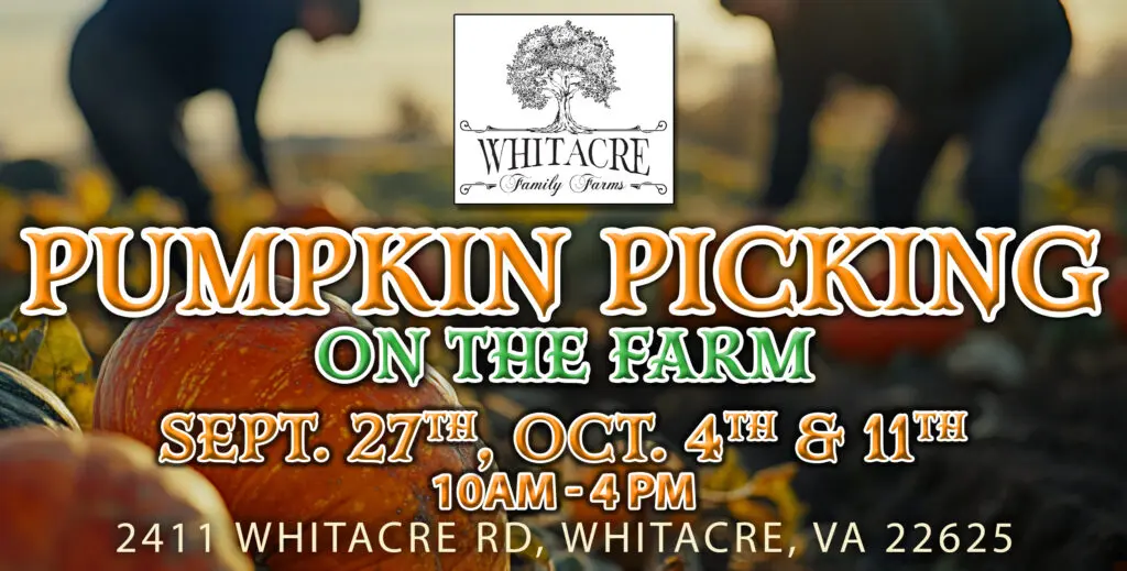 Promotional image for Whitacre Family Farm's pumpkin picking event. Held on September 27th, October 4th, and 11th, from 10 AM to 4 PM.
