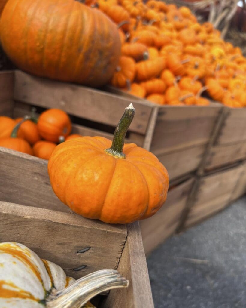 October, small pumpkins