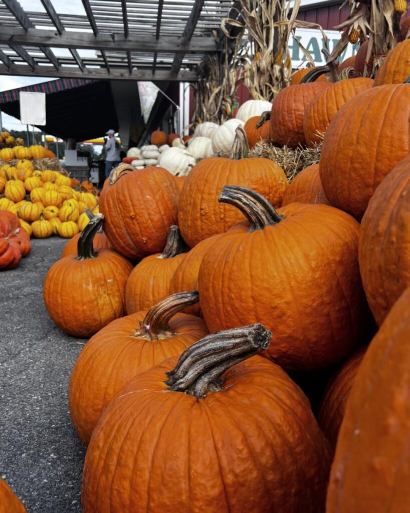 favorite pumpkin items in october