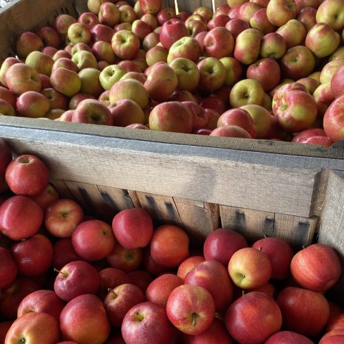 Gala and Honeycrisp Apples