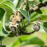Young apple fruits and blossoms on a branch, surrounded by green leaves, are shown in close-up detail with natural sunlight highlighting the textures.