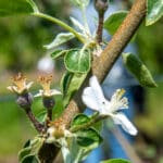 Close-up of a branch with budding flowers and green leaves. A person in the blurred background suggests an outdoor, natural setting.