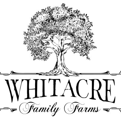 Basic RGB Intricate illustration of a large tree above the text "Whitacre Family Farms," with decorative scrolls on sides, in a vintage style.